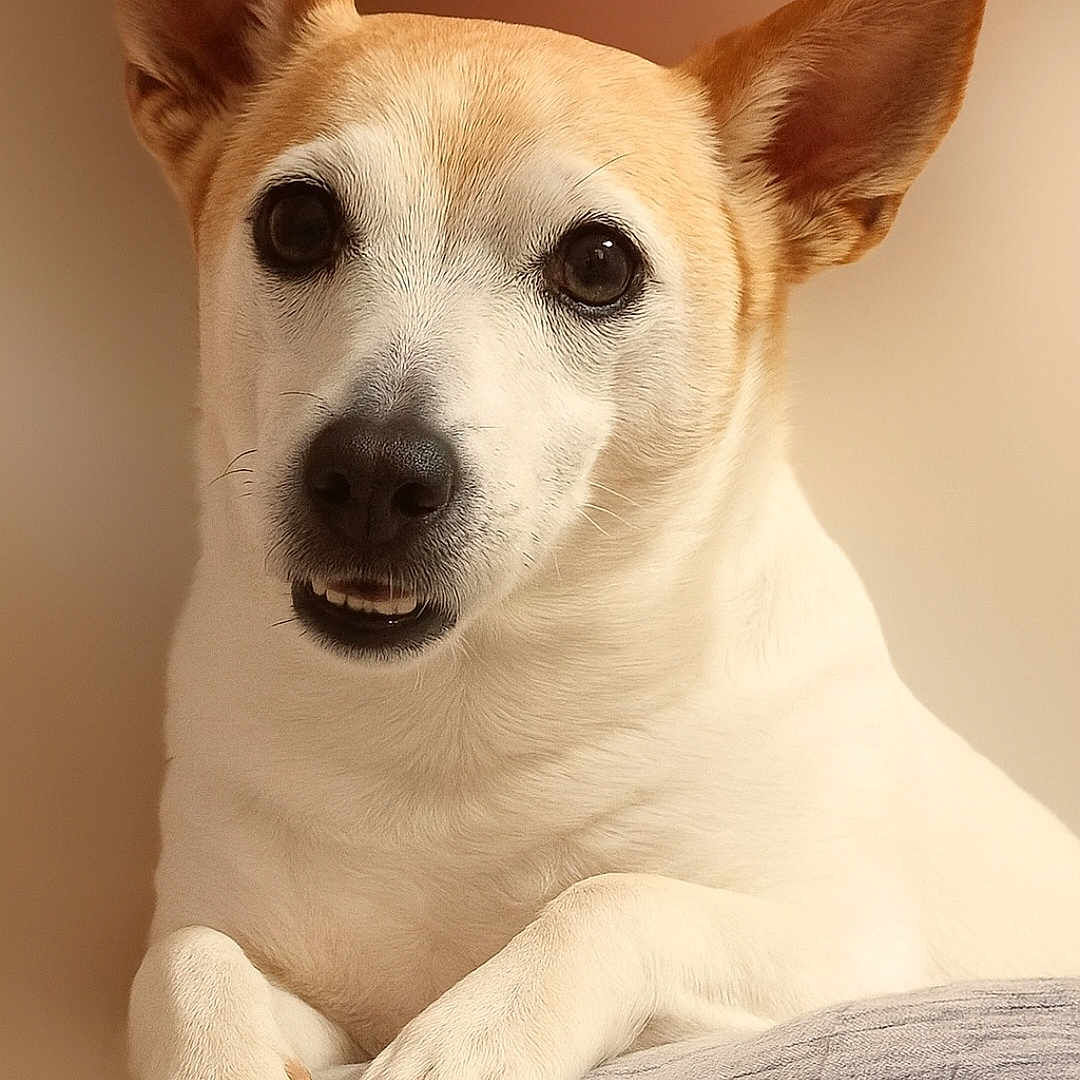 Milo participe au concours pour gagner de l'argent avec cette photo : accessories, animal, beagle, canine, chihuahua, dog, eskimodog, hound, husky, labradorretriever, pet, puppy, snout, strap, terrier, whitedog