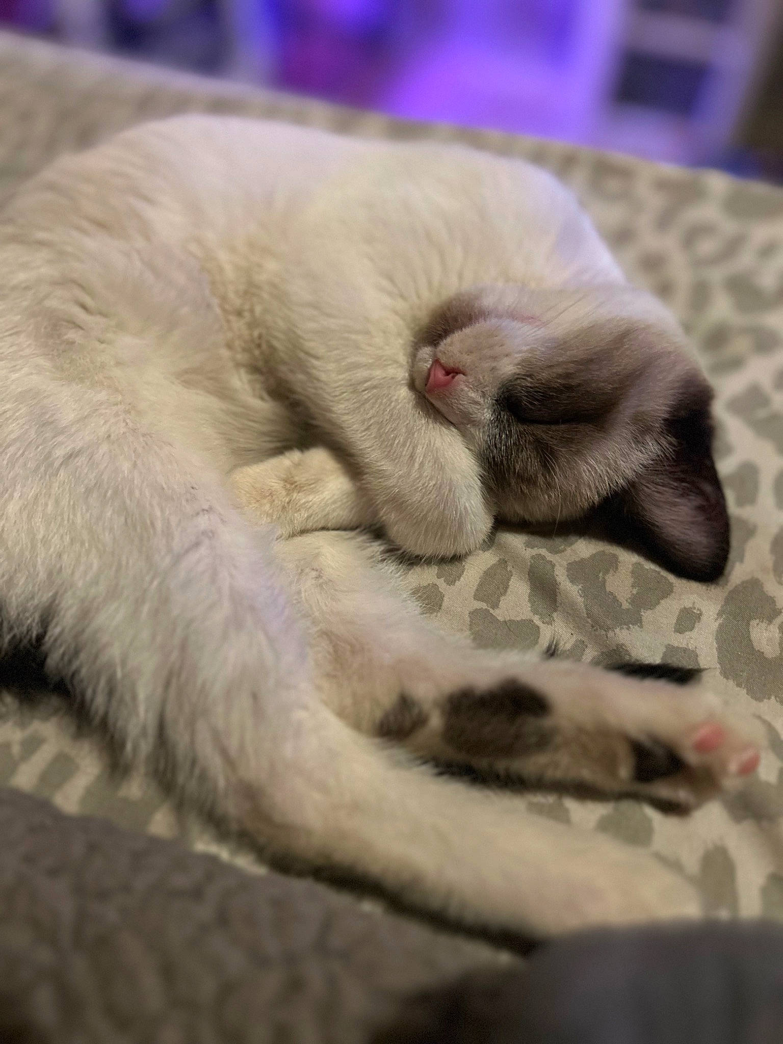 Pothos is registered to the contest to win money with this photo: carnivore, cat, claw, comfort, domestic_short_haired_cat, fawn, felidae, fur, linens, nap, paw, sleep, small_to_medium_sized_cats, snout, tail, terrestrial_animal, whiskers, wrinkle