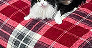 Chillimilli is registered to the contest to win money with this photo: animal, black_and_white, blanket, cat, couch, cozy, domestic_cat, ears, eyes, fluffy, fur, furniture, gray, indoor, looking, pet, plaid, red, relaxing, whiskers