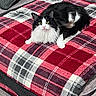 animal, black_and_white, blanket, cat, couch, cozy, domestic_cat, ears, eyes, fluffy, fur, furniture, gray, indoor, looking, pet, plaid, red, relaxing, whiskers