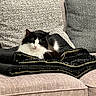 Chillimilli is registered to the contest to win money with this photo: animal, black_and_white, blanket, cat, comfortable, couch, cozy, domestic, feline, fur, home, indoor, pet, pillow, quiet, relaxing, resting, sleeping, soft, textured