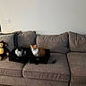 Chillimilli is registered to the contest to win money with this photo: animal, black_box, cat, cats, couch, curious, fabric_box, feline, gray_couch, home, indoor, living_room, monkey_toy, pet, pillow, plush_toy, remote_control, seated, sofa, two_cats