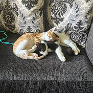 Chillimilli is registered to the contest to win money with this photo: cat, cats, sleeping, couch, sofa, feline, pet, cute, resting, cozy, indoor, animal, fur, two_animals, nap, domestic_animal, patterned_cushion, comfort, companionship, relaxation