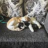 cat, cats, sleeping, couch, sofa, feline, pet, cute, resting, cozy, indoor, animal, fur, two_animals, nap, domestic_animal, patterned_cushion, comfort, companionship, relaxation