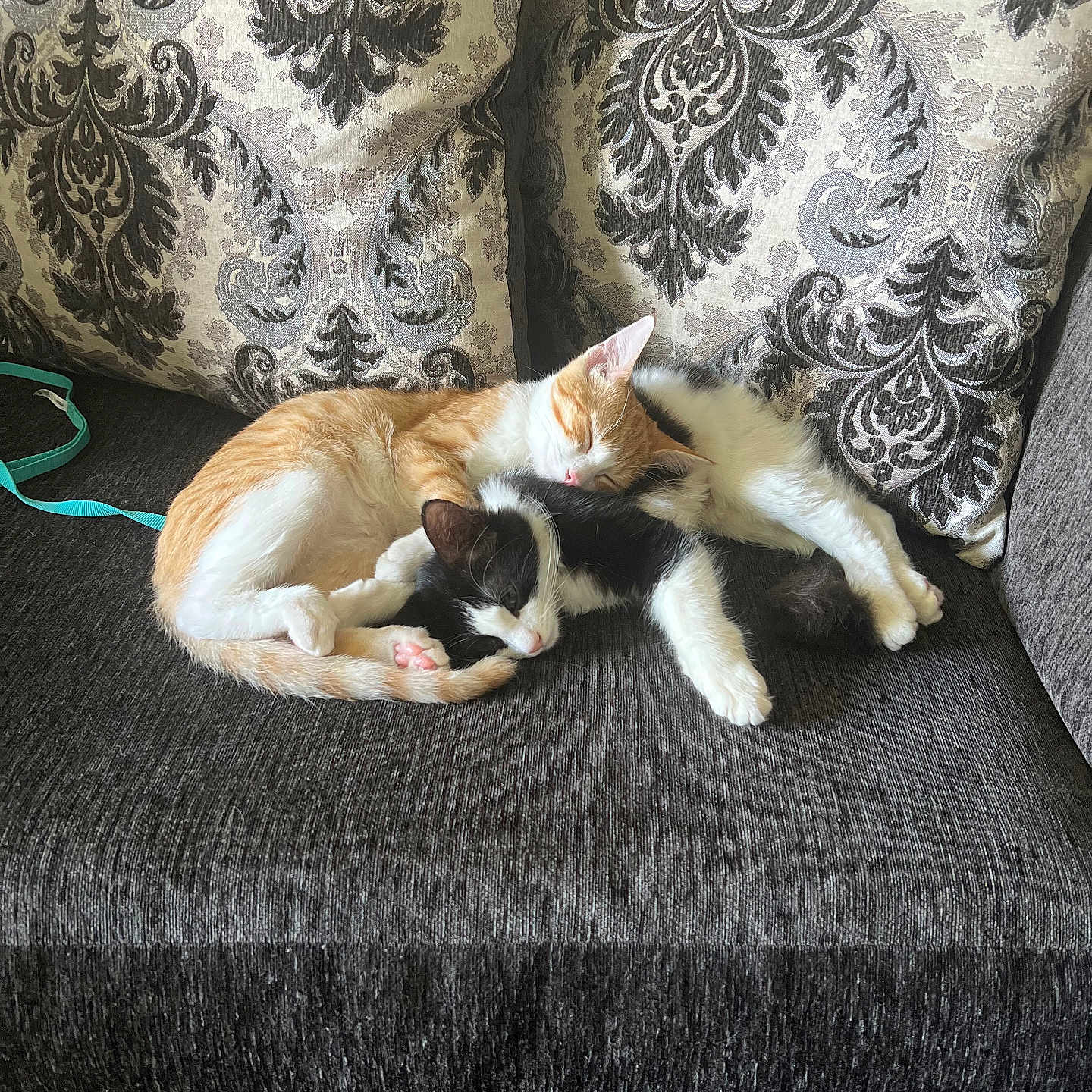Chillimilli is registered to the contest to win money with this photo: cat, cats, sleeping, couch, sofa, feline, pet, cute, resting, cozy, indoor, animal, fur, two_animals, nap, domestic_animal, patterned_cushion, comfort, companionship, relaxation