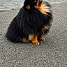 dog, pomeranian, fluffy, black, tan, pet, animal, sitting, outdoor, asphalt, fur, small_dog, cute, looking_up, happy, companion, domestic_animal, mammal, portrait, friendly