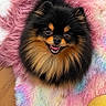 dog, pomeranian, fluffy, smiling, pet, cute, furry, animal, indoor, colorful, blanket, pink, pastel, fur, face, small_dog, happy, tongue, toy, cozy