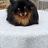 dog, pomeranian, fluffy, black, tan, pet, animal, cute, tongue_out, fur, ears, happy, sitting, blanket, texture, indoor, closeup, face, small_dog, adorable