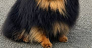 Prada a rejoint le concours — aidez-le/la à gagner de superbes lots ! dog, pomeranian, fluffy, black_and_tan, sitting, happy, tongue_out, small_dog, pet, animal, outdoor, pavement, cute, fur, smiling, companion, friendly, adorable, canine, portrait