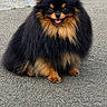 dog, pomeranian, fluffy, black_and_tan, sitting, happy, tongue_out, small_dog, pet, animal, outdoor, pavement, cute, fur, smiling, companion, friendly, adorable, canine, portrait