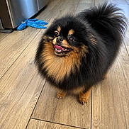 Prada participe au concours pour gagner de l'argent avec cette photo : dog, pomeranian, pet, canine, fluffy, black, tan, happy, smiling, wooden_floor, indoor, kitchen, toy, playful, small_dog, fur, animal, domestic_animal, cute, companion