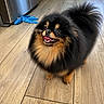dog, pomeranian, pet, canine, fluffy, black, tan, happy, smiling, wooden_floor, indoor, kitchen, toy, playful, small_dog, fur, animal, domestic_animal, cute, companion