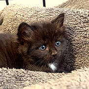 Paddy joined the competition — help win amazing prizes! animal, bed, black_cat, blanket, blue_eyes, cat, comfort, cozy, cute, ears, feline, fur, indoor, kitten, nose, pet, resting, soft, whiskers, young