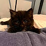 Paddy is registered to the contest to win money with this photo: animal, bed, black_cat, blanket, closeup, cozy, curious, cute, cute_animal, domestic, feline, fur, indoor, kitten, pet, resting, small, soft, whiskers, young