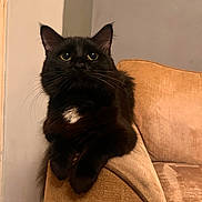 Paddy joined the competition — help win amazing prizes! armrest, big_eyes, black_cat, black_fur, cat, close_up, cozy, domestic_animal, ears, fur, furniture, household, indoor, looking_up, paws, pet, portrait, sofa, whiskers, white_chest_patch