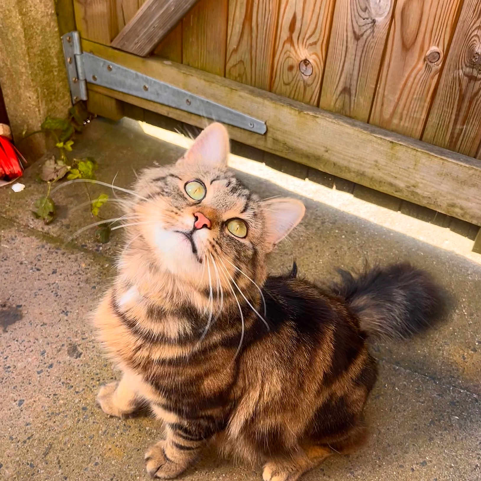Max is registered to the contest to win money with this photo: cat, tabby, fluffy, green_eyes, whiskers, outdoor, concrete, wooden_gate, sunlight, pet, animal, feline, curious, sitting, tail, ears, fur, closeup, daylight, nature
