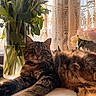 Max joined the competition — help win amazing prizes! cat, tabby, fluffy, flowers, tulips, vase, lace_curtains, sunlight, windowsill, relaxed, indoor, pet, feline, closeup, cozy, warm_light, home, nature, plant_stems, decor