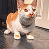 Newt joined the competition — help win amazing prizes! cat, orange_and_white, domestic_cat, pet, indoor, floor, wooden_floor, sunlight, door, curious, animal, feline, whiskers, collar, alert, sitting, closeup, cute, fur, domestic