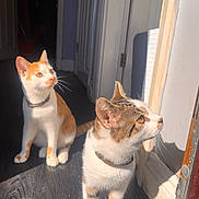Newt is registered to the contest to win money with this photo: cat, cats, indoor, sunlight, doorway, curious, pets, feline, floor, collar, white, orange, tabby, animal, domestic, looking, shadow, light, wooden_floor, home