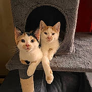 Mina And Newt is registered to the contest to win money with this photo: cat, kitten, calico, orange_tabby, pets, two_kittens, cat_tree, paws, whiskers, fur, cute, indoor, looking_at_camera, resting, portrait, home_interior, soft_texture, play_house, furniture, curious