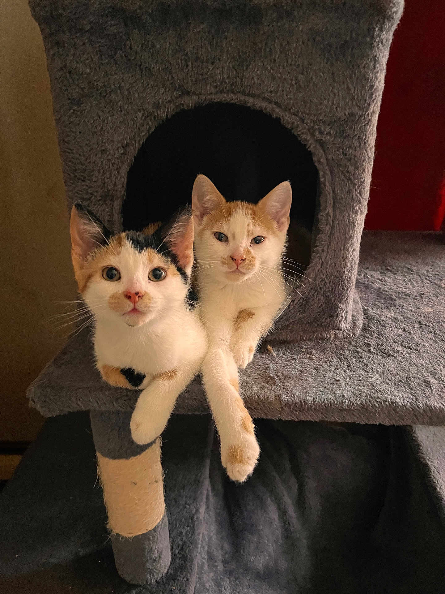 Mina And Newt is registered to the contest to win money with this photo: cat, kitten, calico, orange_tabby, pets, two_kittens, cat_tree, paws, whiskers, fur, cute, indoor, looking_at_camera, resting, portrait, home_interior, soft_texture, play_house, furniture, curious