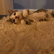 Frank joined the competition — help win amazing prizes! kitten, cat, pet, furry_rug, indoor, cozy, paws, whiskers, blue_eyes, lying_down, portrait, closeup, soft_texture, carpet, playful, tabby, white_fur, warm_lighting, home_interior, looking_up