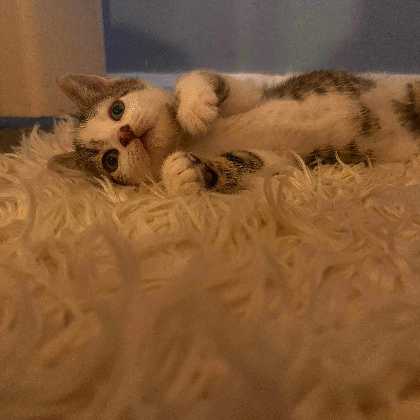 Frank joined the competition — help win amazing prizes! kitten, cat, pet, furry_rug, indoor, cozy, paws, whiskers, blue_eyes, lying_down, portrait, closeup, soft_texture, carpet, playful, tabby, white_fur, warm_lighting, home_interior, looking_up