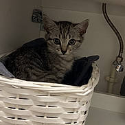 Yumi a rejoint le concours — aidez-le/la à gagner de superbes lots ! cat, kitten, tabby, basket, woven_basket, indoor, shelf, plumbing, pipe, curious, animal, pet, feline, cozy, resting, cute, young, gray, white, fabric