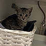 cat, kitten, tabby, basket, woven_basket, indoor, shelf, plumbing, pipe, curious, animal, pet, feline, cozy, resting, cute, young, gray, white, fabric