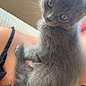 animal, black_lace, closeup, companion, cozy, cuddle, curious, cute, domestic_cat, fur, furry, gray_cat, indoor, kitten, person, pet, relaxing, shoulder, soft_light, young_cat