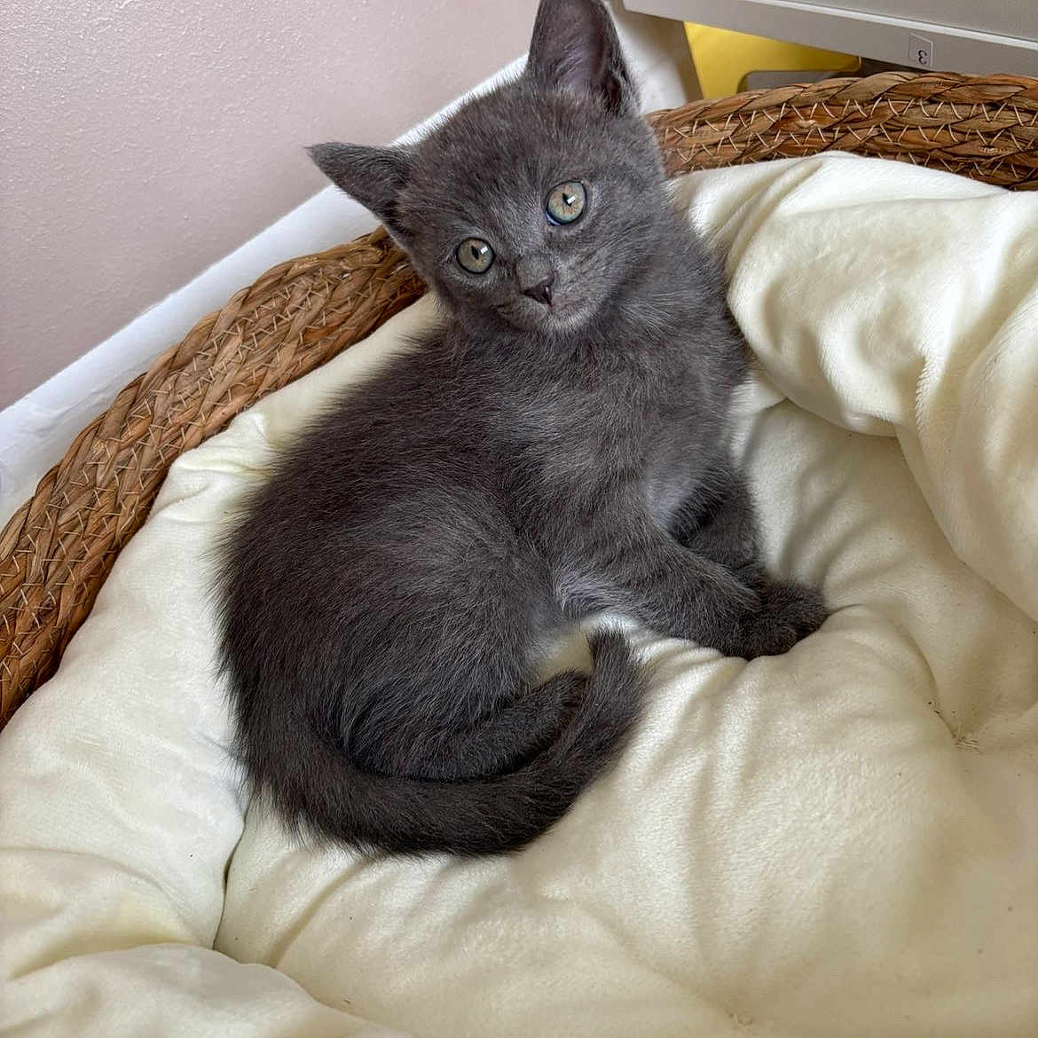 Zaho a rejoint le concours — aidez-le/la à gagner de superbes lots ! animal, basket, comfort, cozy, curious, cushion, cute, cute_pet, domestic_animal, feline, furry, gray_cat, indoor, kitten, pet, relaxed, resting, small, soft, young