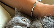 Zaho a rejoint le concours — aidez-le/la à gagner de superbes lots ! arm, bracelet, close_up, curious, cute, domestic_animal, feline, furry, gray_cat, indoor, jewelry, kitten, paw, pet, relaxed, resting, snuggling, soft_texture, whiskers, young_animal