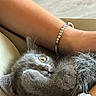 arm, bracelet, close_up, curious, cute, domestic_animal, feline, furry, gray_cat, indoor, jewelry, kitten, paw, pet, relaxed, resting, snuggling, soft_texture, whiskers, young_animal