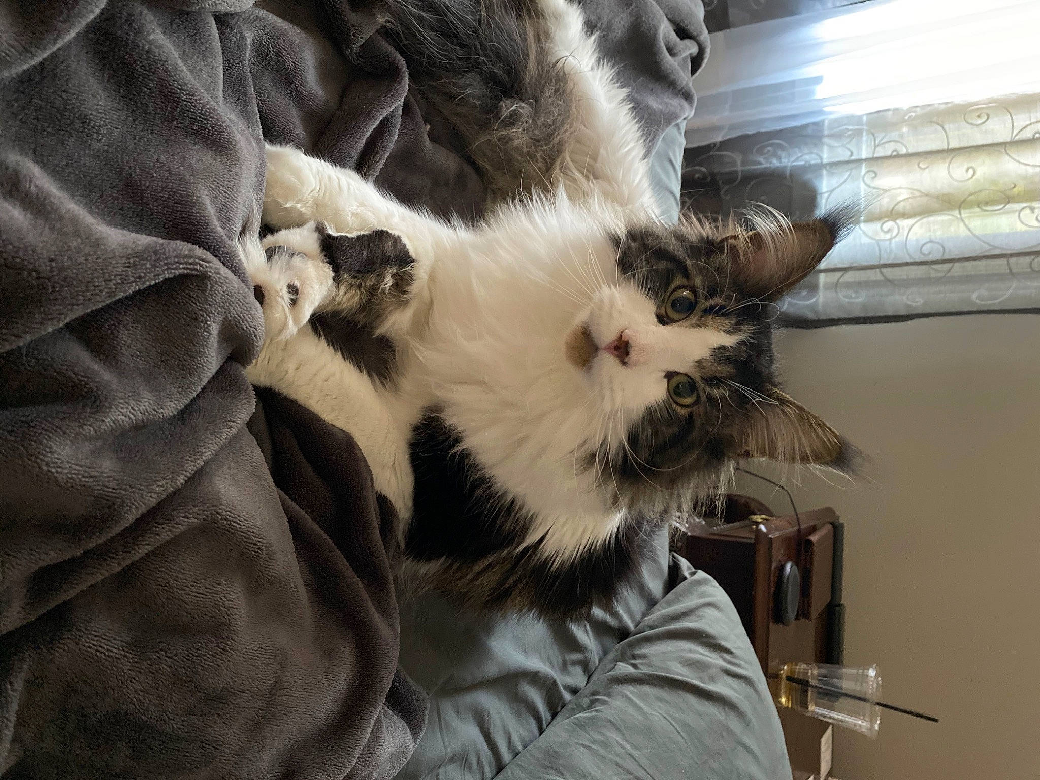 Hanzo is registered to the contest to win money with this photo: canidae, carnivore, cat, chair, claw, comfort, companion_dog, dog_breed, domestic_short_haired_cat, felidae, fur, kitchen_utensil, nap, paw, room, small_to_medium_sized_cats, snout, sporting_group, tail, whiskers