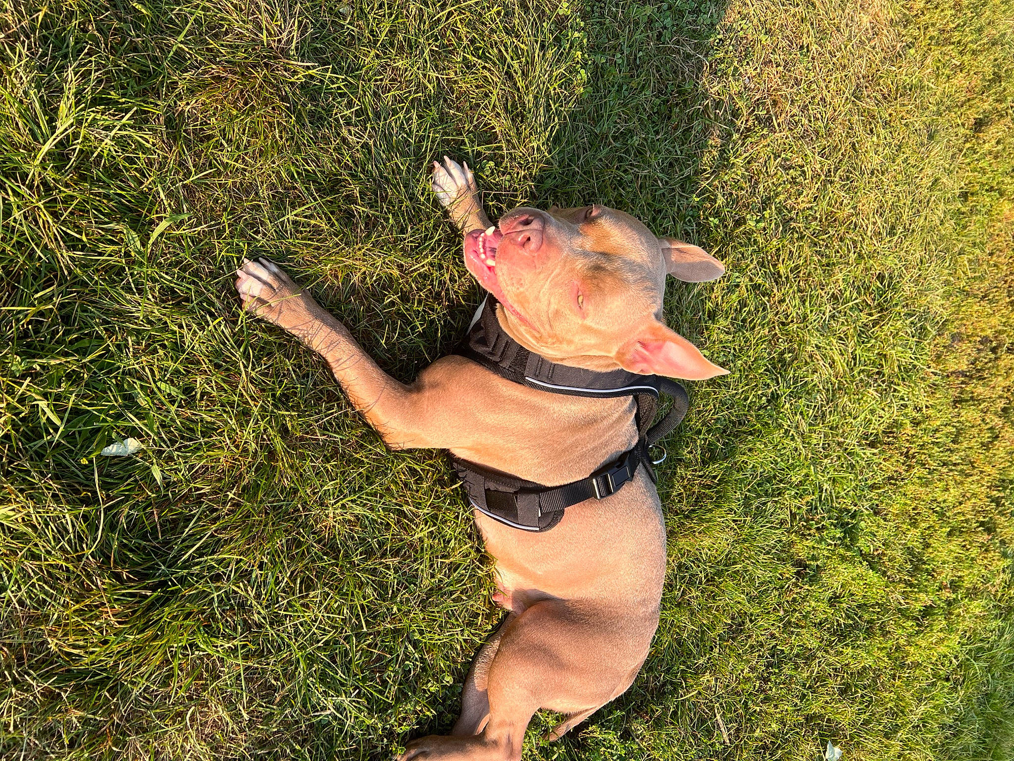 Bristol joined the competition — help win amazing prizes! canidae, carnivore, collar, companion_dog, dog, dog_breed, dog_collar, dog_supply, fawn, grass, grassland, groundcover, people_in_nature, plant, snout, sporting_group, tail, terrestrial_animal, working_animal, wrist