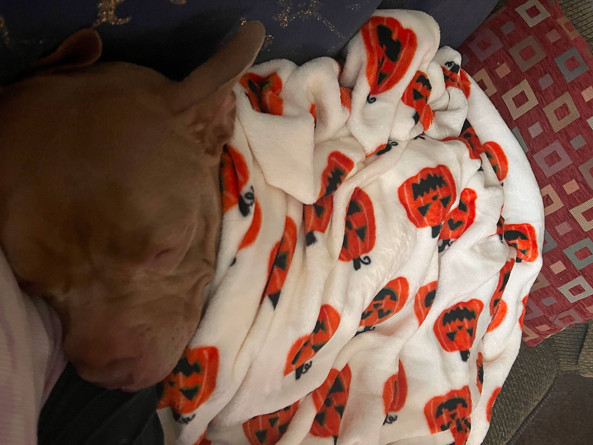 Bristol joined the competition — help win amazing prizes! bed_sheet, canidae, carmine, comfort, companion_dog, coquelicot, fawn, flesh, linens, orange, pattern, peach, petal, plush, room, sleeve, snout, stuffed_toy, tail, toy