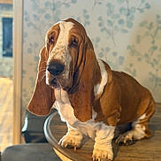 Dewey is registered to the contest to win money with this photo: basset_hound, dog, indoor, table, brown_and_white, long_ears, pet, canine, portrait, animal, fur, paw, domestic_animal, mammal, face, snout, whiskers, expression, sitting, background