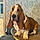 Dewey