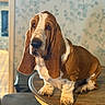 basset_hound, dog, indoor, table, brown_and_white, long_ears, pet, canine, portrait, animal, fur, paw, domestic_animal, mammal, face, snout, whiskers, expression, sitting, background