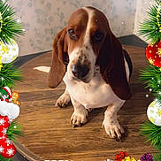 Pebbles is registered to the contest to win money with this photo: dog, basset_hound, puppy, wooden_table, christmas_border, ornaments, bells, gifts, greenery, holiday, festive, cute, pet, indoor, decorations, merry_christmas_text, christmas_theme, brown_and_white, sitting, adorable