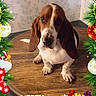 dog, basset_hound, puppy, wooden_table, christmas_border, ornaments, bells, gifts, greenery, holiday, festive, cute, pet, indoor, decorations, merry_christmas_text, christmas_theme, brown_and_white, sitting, adorable