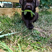 Boxter participe au concours pour gagner de l'argent avec cette photo : puppy, dog, labrador, chocolate, grass, leaf, wooden_fence, outdoor, pet, animal, young, cute, nature, greenery, playful, adorable, closeup, face, fur, eyes