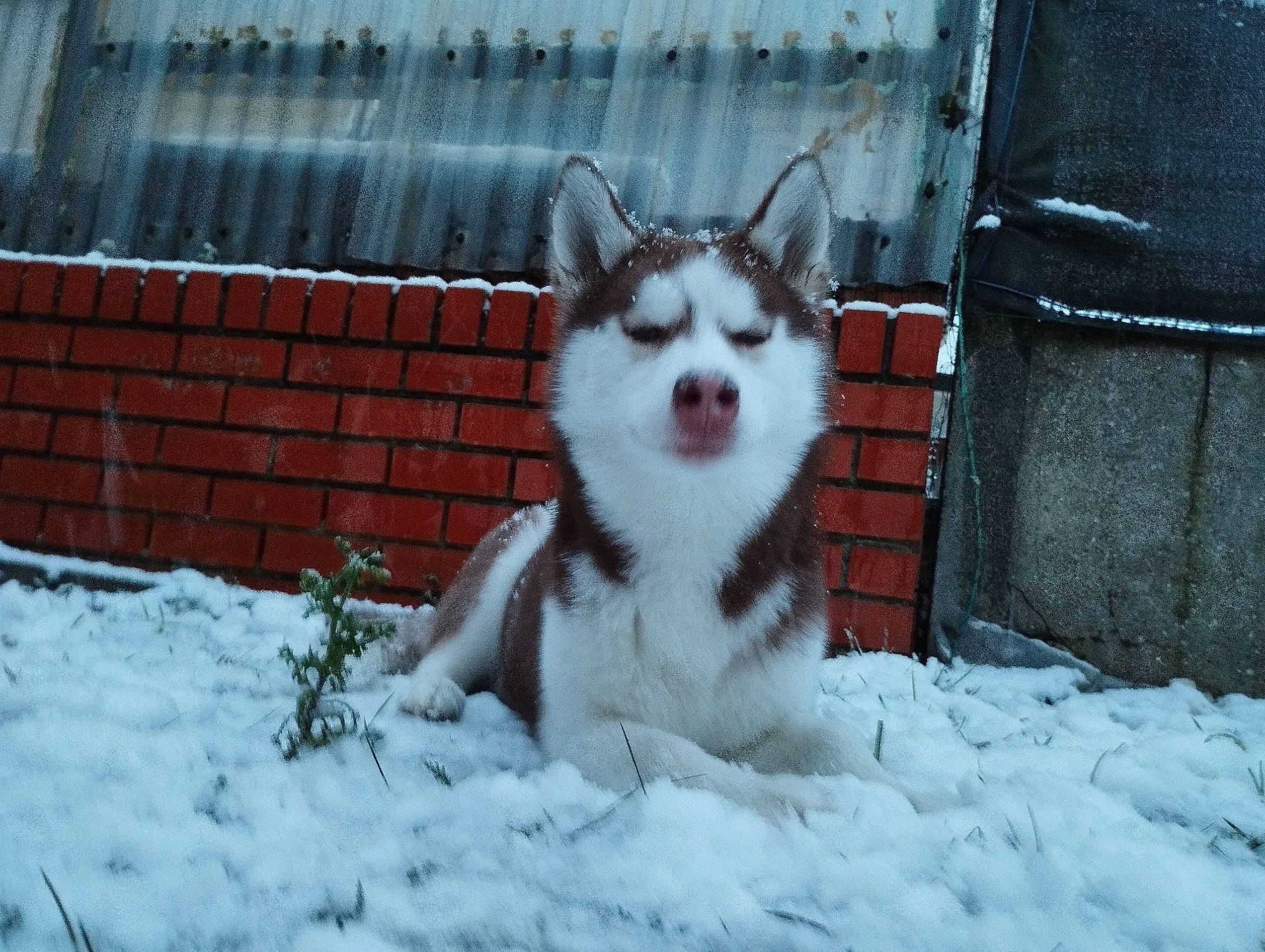 Snow a rejoint le concours — aidez-le/la à gagner de superbes lots ! ancient_dog_breeds, canidae, canis, carnivore, companion_dog, dog, dog_breed, dog_supply, freezing, fur, plant, siberian_husky, sled_dog, snout, snow, sporting_group, tail, whiskers, winter, working_dog