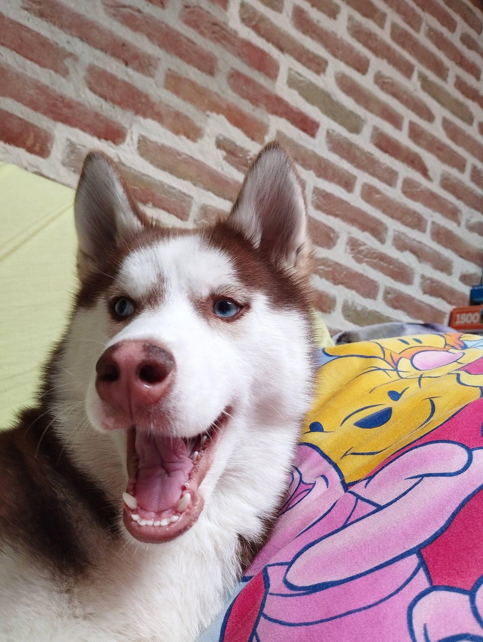 Snow participe au concours pour gagner de l'argent avec cette photo : art, brick, brickwork, carnivore, collar, companion_dog, dog, dog_breed, eye, fang, fur, happy, jaw, siberian_husky, sled_dog, snout, sporting_group, whiskers, working_animal, working_dog