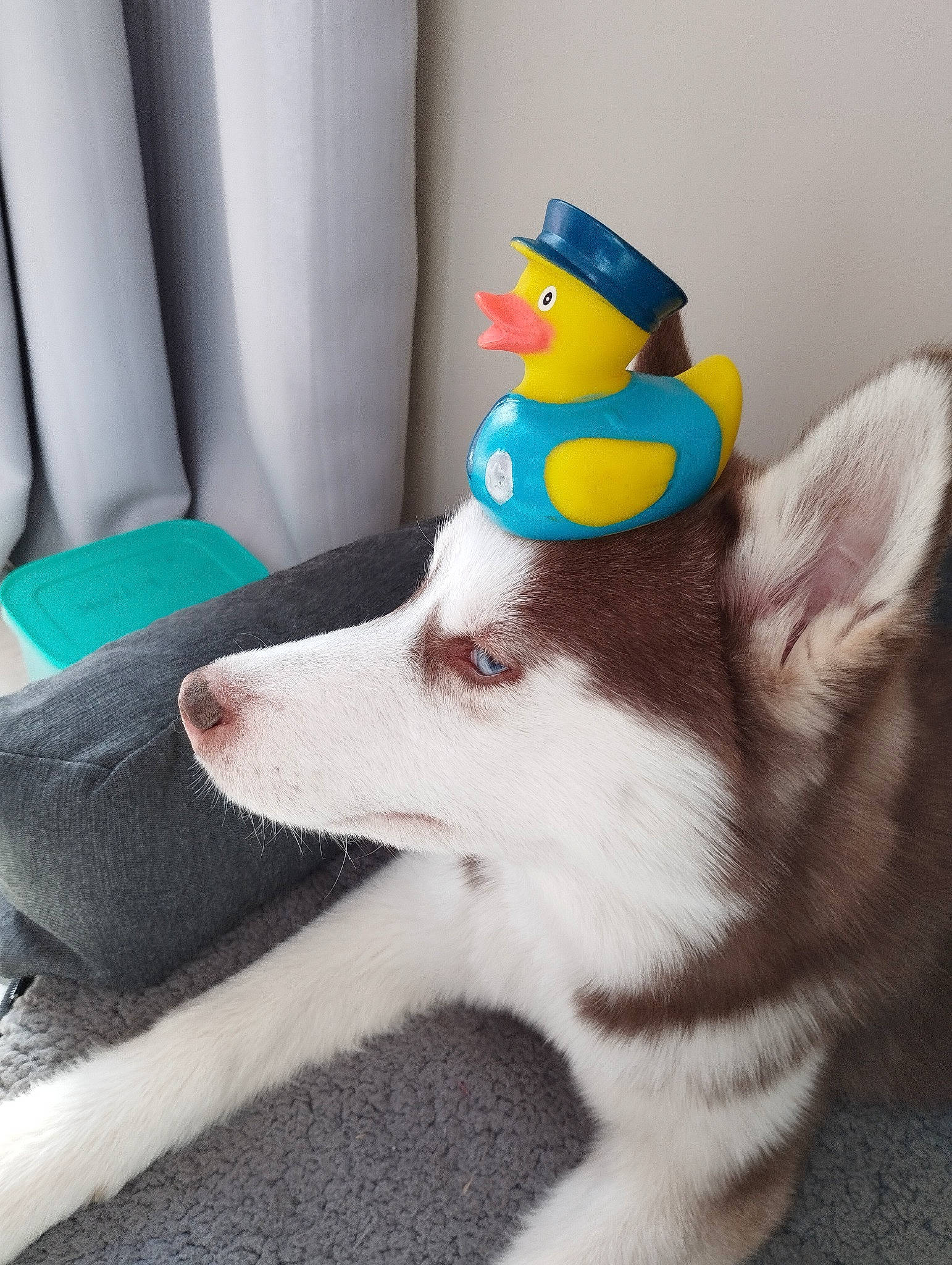 Snow participe au concours pour gagner de l'argent avec cette photo : canidae, carnivore, companion_dog, cone, curtain, desk, dog, dog_breed, dog_supply, fashion_accessory, flooring, fur, herding_dog, party_hat, party_supply, snout, stuffed_toy, tail, whiskers, working_animal