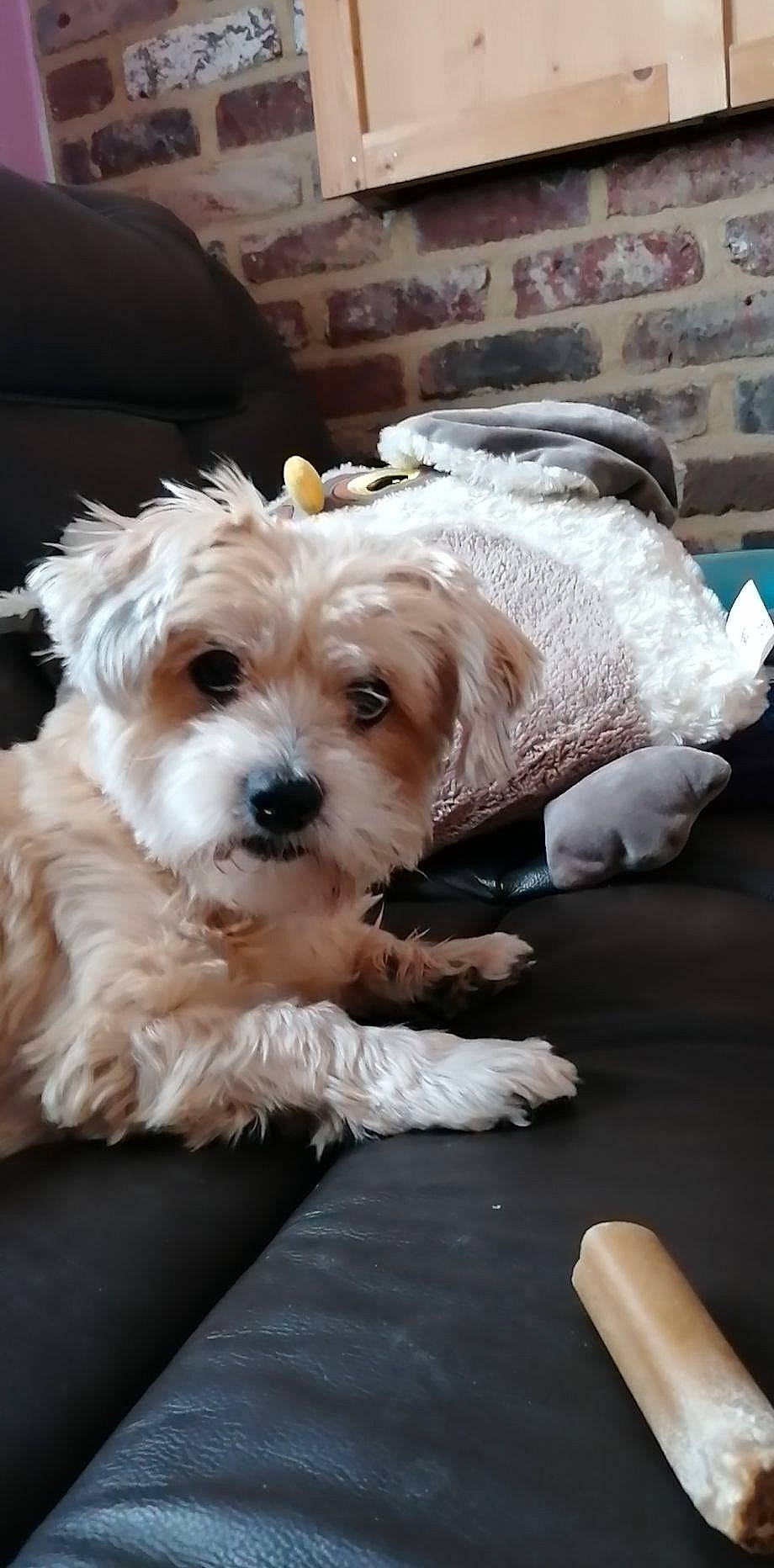 Oggy a rejoint le concours — aidez-le/la à gagner de superbes lots ! canidae, carnivore, companion_dog, dog, dog_breed, dog_supply, fur, glasses, labradoodle, shih_poo, small_terrier, snout, sporting_group, sunglasses, terrier, toy_dog, watch, water_dog, working_animal, yorkipoo