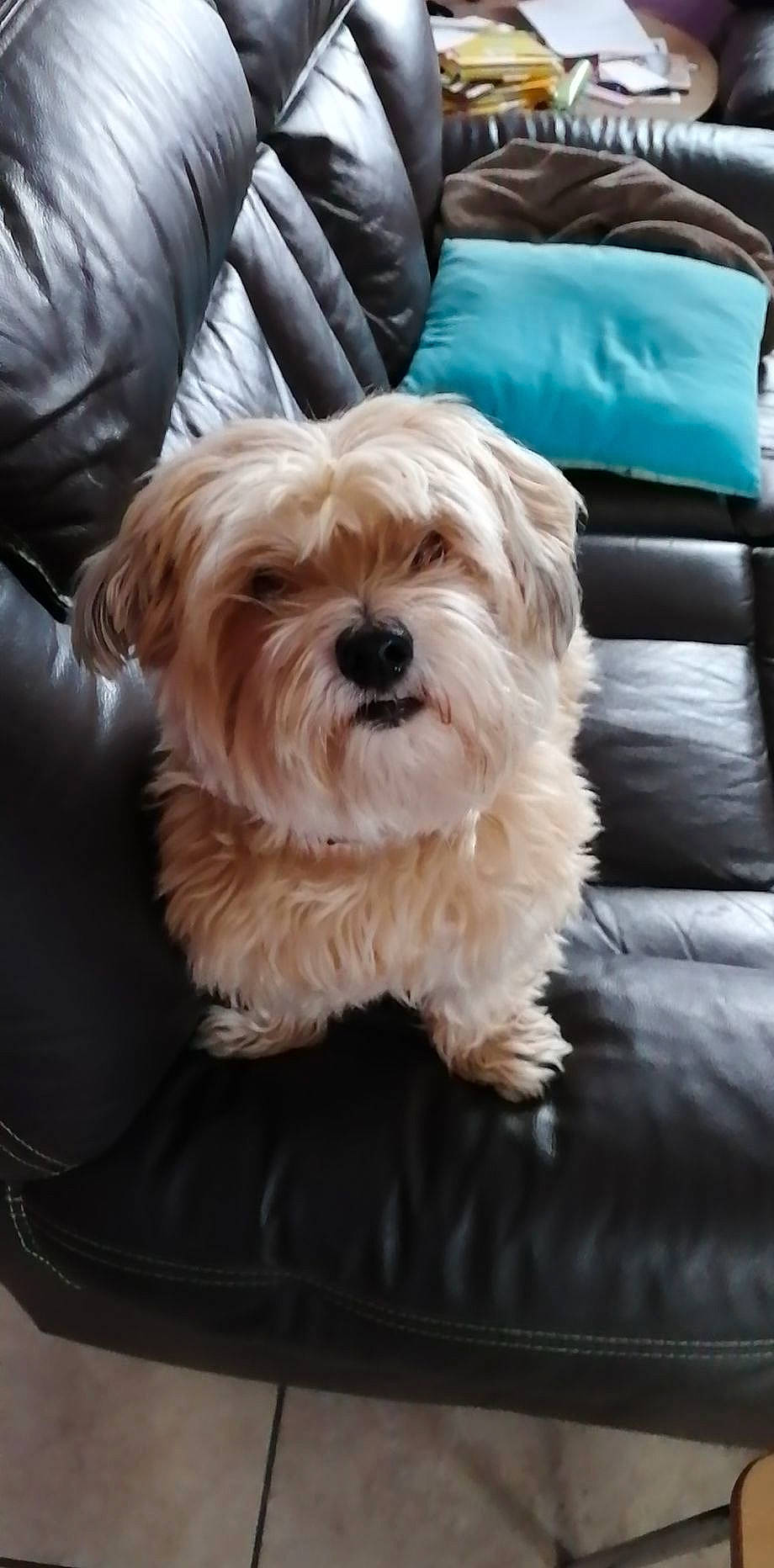 Oggy a rejoint le concours — aidez-le/la à gagner de superbes lots ! biewer_terrier, canidae, carnivore, comfort, companion_dog, dog, dog_breed, dog_supply, fur, liver, maltepoo, non_sporting_group, puppy, small_terrier, snout, sporting_group, terrier, toy_dog, working_animal, yorkipoo