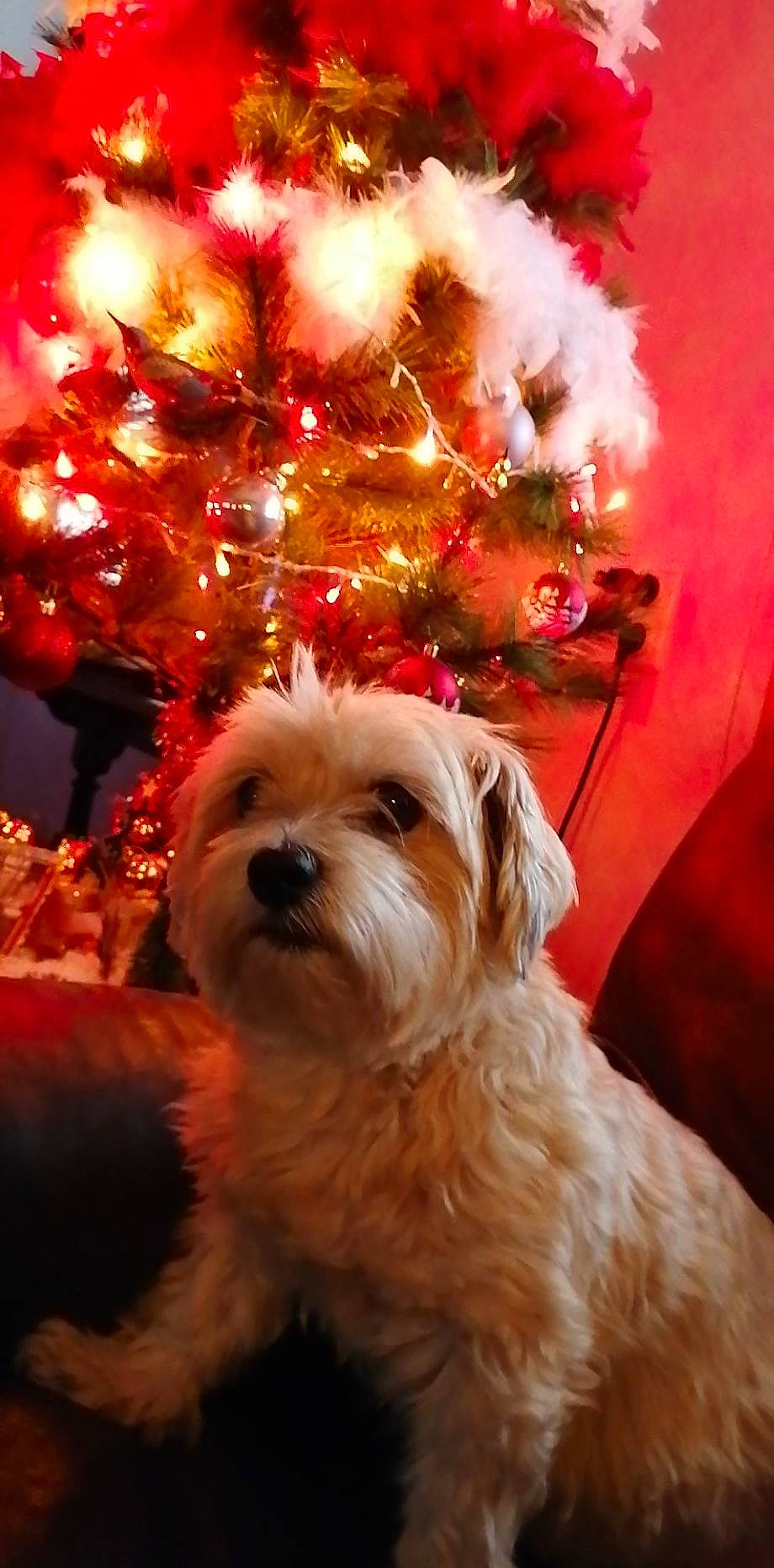 Oggy participe au concours pour gagner de l'argent avec cette photo : carnivore, christmas, christmas_decoration, christmas_ornament, christmas_tree, companion_dog, conifer, dog, dog_breed, event, fawn, fir, fur, holiday, interior_design, light, ornament, toy_dog, working_animal, yorkipoo