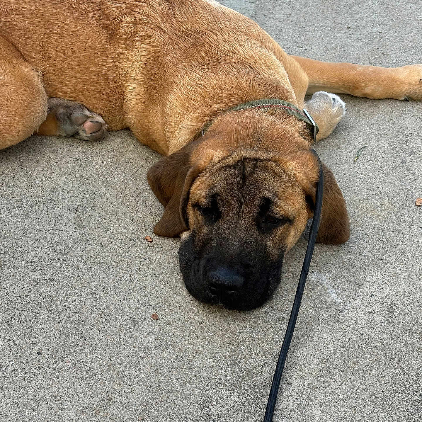 Chomp is registered to the contest to win money with this photo: accessories, animal, boxer, bulldog, canine, dog, germanshepherd, goldenretriever, greatdane, hound, labradorretriever, leash, person, pet, pitbull, policedog, puppy, sleeping, snout, strap