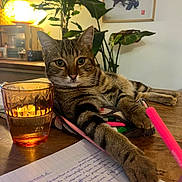 Yoshi a rejoint le concours — aidez-le/la à gagner de superbes lots ! cat, tabby_cat, pet, table, pen, handwriting, glass, lamp, plant, indoor, furniture, relaxed, study, writing, cozy, artwork, home, paw, curious, light